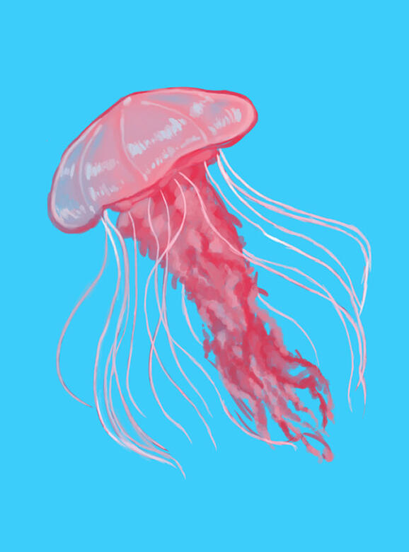 Jellyfish Jellyfish